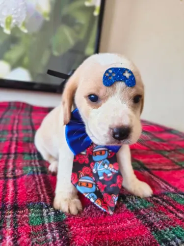Beagle filhotes