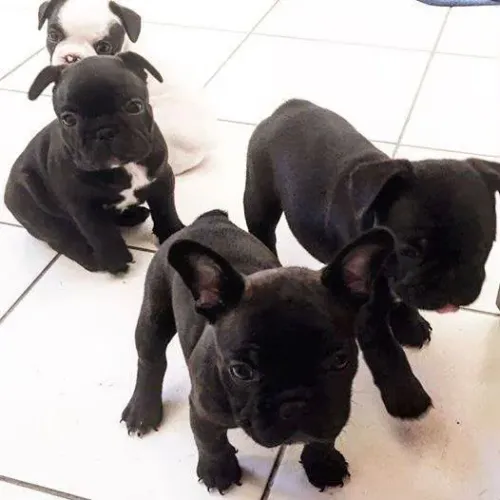 Filhote bulldog francês, Diga sim para uma vida cheia de brincadeiras e carinho!