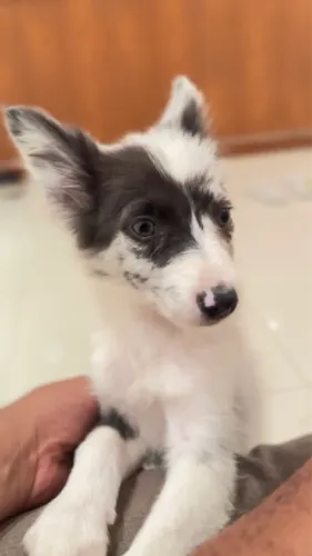 Border collie fêmea