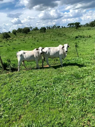 Fazenda Guratinga/ Rondonópolis - MT  911 Hectares