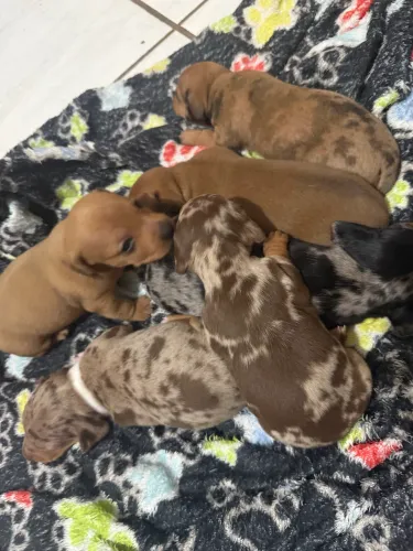 Cachorro Dashchund