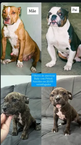 Filhotes de american Bully com pitbull 