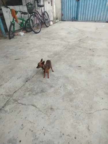 Vendo uma fêmea de Pincher
