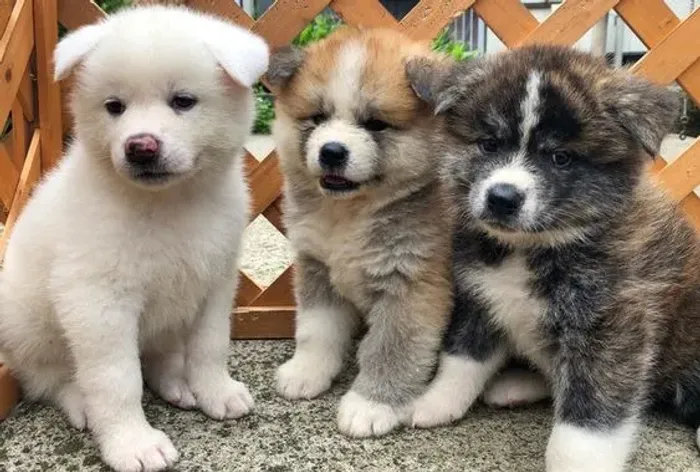 Akita Inu 