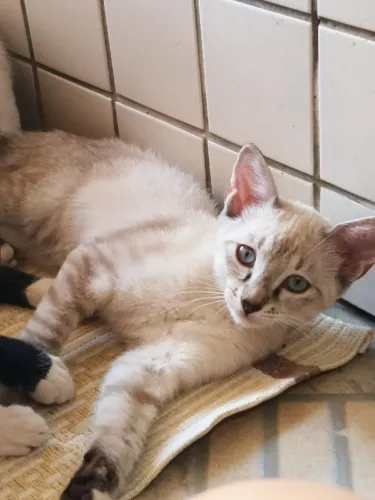 2 Gatinhas Fêmea Para Doação