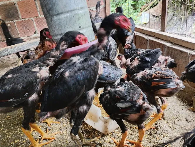 Vende-se Pintos de Raça comprovada