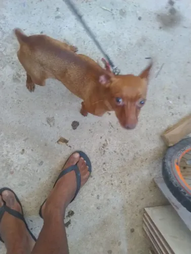 Pinscher 1