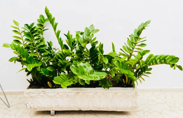 Planta Zamioculca Grande + Vaso De Cimento Decorativo - Linda