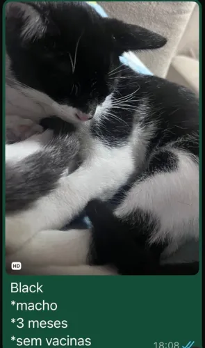 DOAÇÃO DE GATINHOS (VILA SÔNIA SP)