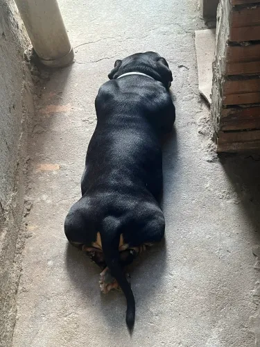Procura-se fêmea pra cruzar com meu cachorro american bully 