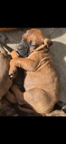 Lindo machinho Fila Brasileiro