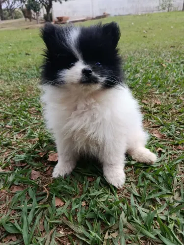 Filhote fêmea Spitz alemão anão