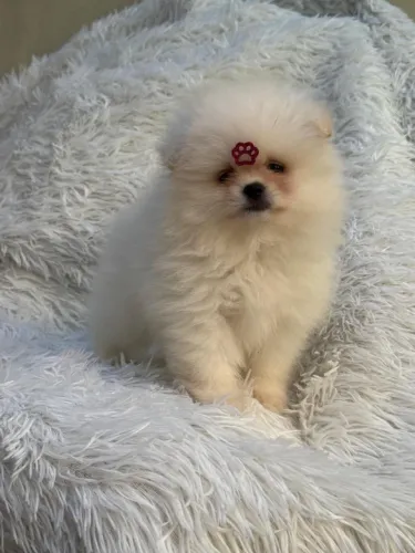 Spitz Alemão Fêmea Anã Branca