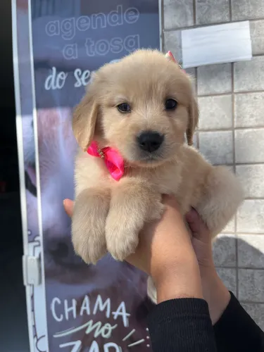 Companhia para sua Família! 