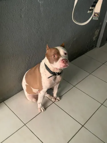 Adoção de cachorro 