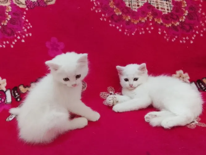 Gatinhos persa com siamês