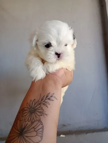 Filhote shih tzu disponivel