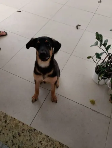 ? Filhote de Pastor Alemão à venda ? Estou vendendo filhote de Pastor Alemão