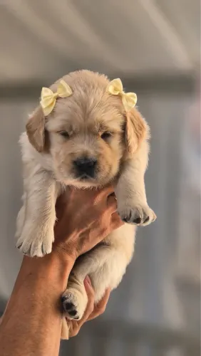 Golden Retriever