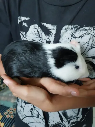 Doação porquinho da índia macho