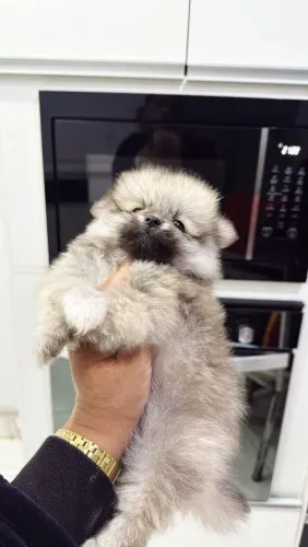 Lulu da Pomerânia simplesmente perfeito