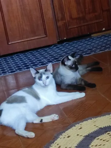 Adoção responsável