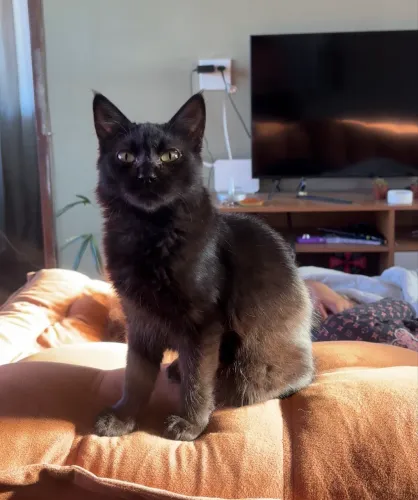 gato para adoção