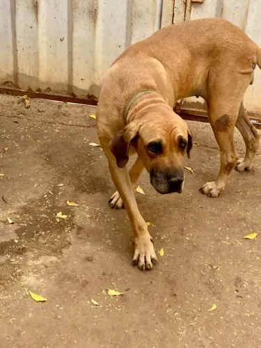 Cachorro 