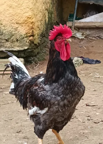 Galinha sertaneja balão (GSB)