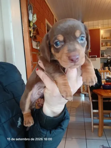 Cachorrinho Cofap chocolate 