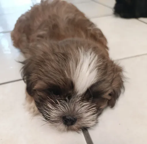 Filhote de shih Tzu