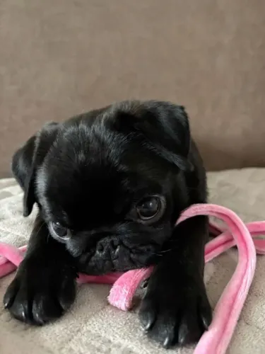 Filhote de Pug Com Um Jeitinho Especial Que Encanta Toda a Família