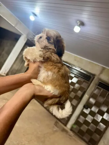 Pequena Nuvem de Amor em Quatro Patas shih tzu