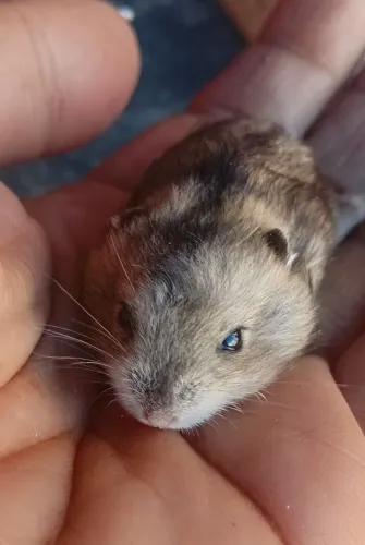 HAMSTER ANÃO RUSSO
