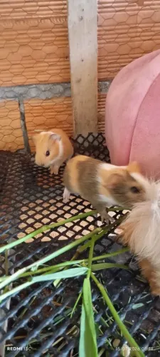 Porquinho da Índia disponível