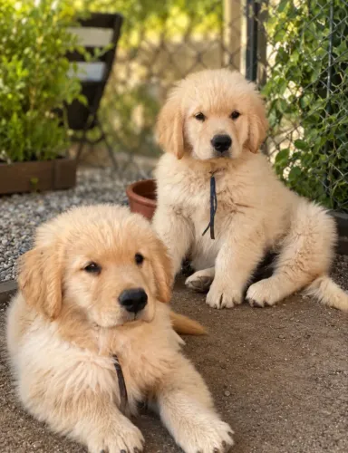 Filhotes Golden Retriever machos