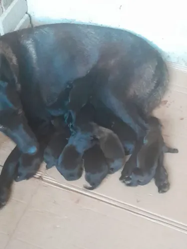 Pastor belga malinois