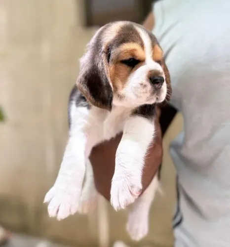 Filhotes de Beagle | Pet cheio de amor sincero.