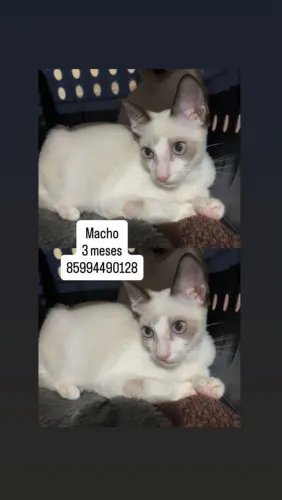 Filhote macho 3 meses