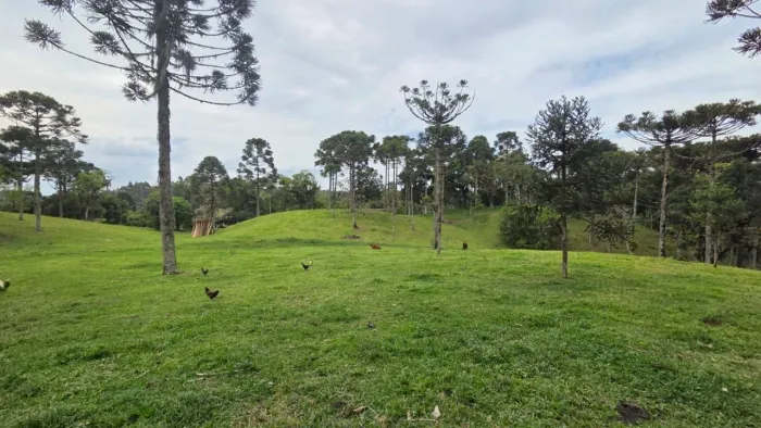 Chácara com Casa e 35.000 m² à Venda em Campo Alegre Papanduvinha