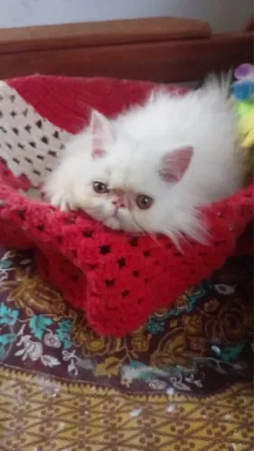 Gato Persa