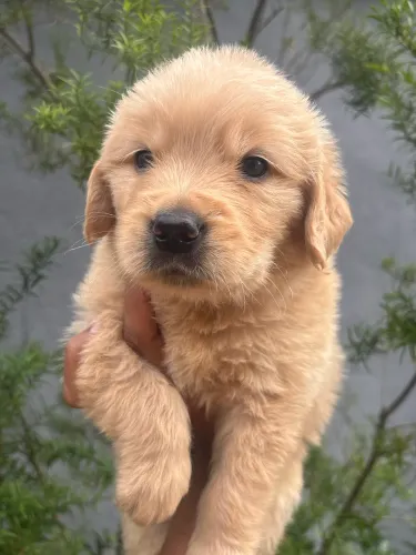 Um companheiro especial para viver muitos momentos ao seu lado Golden Retriever