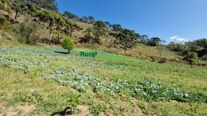 TERRENO BAIXO PARA PLANTIO EM DELFIM MOREIRA-MG