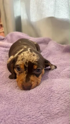 Filhote de dachshund