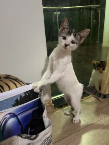 Gato disponível  - Adoção Responsável 