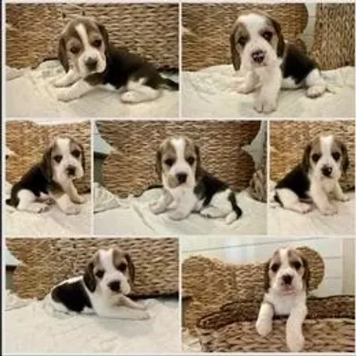 Beagle,Beagle Filhote Linda Linhagem Disponível