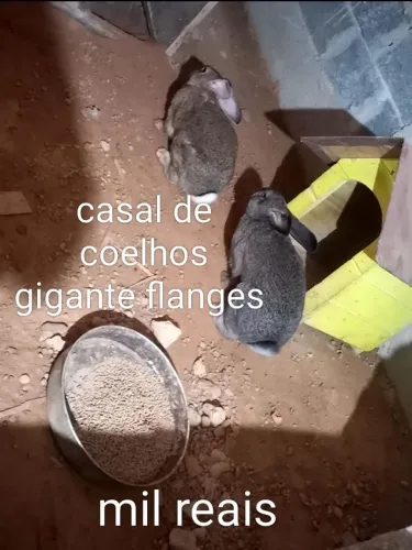 Coelhos gigante flanges 