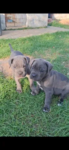 Cane Corso - Filhotes