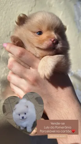 Vende-se SPITZ ALEMÃO