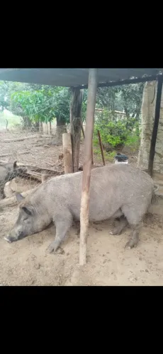 Porco Gordo RS 18,00 kg LIMPO